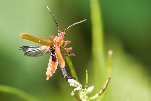 Mastering Insect Videography with Macro Probe Lenses